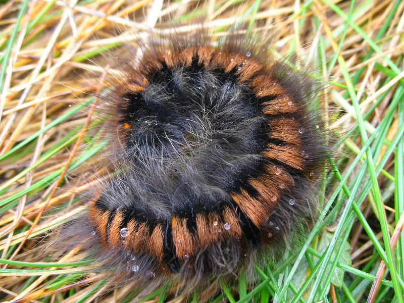 Bruco di Lasiocampidae - Macrothylacia rubi